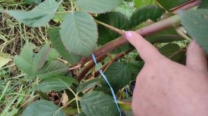 ежевика Небеса могут подождать,подготовка к зимовке