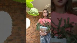 Павлония выращивание 💐