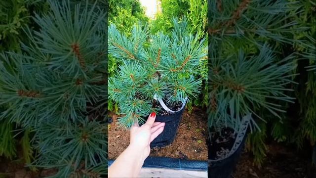 Эта СОСНА растёт везде и даже В Кадке #цветы #garden #сад #? смотреть онлайн