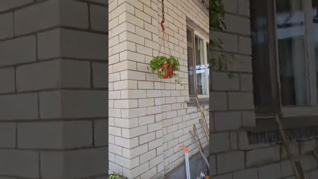 Какие цветы можно растить под навесом 🌸🌼🌞 смотреть онлайн