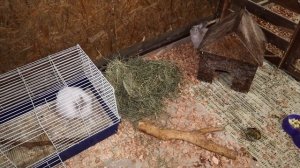 Декоративные кролики - уход и содержание. Как ухаживат