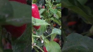 Jalapeno Agriset  сладко острый Халапеньо, очень нежный