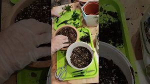 Бонсай из дуба. Подготовка и посадка маленьких растен?