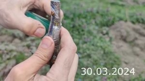 прививка черешни весной в марте