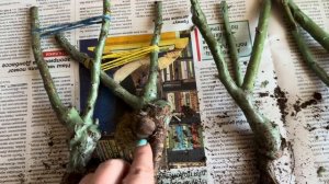 РЕАНИМИРУЕМ СУХИЕ РОЗЫ ИЗ КОРОБКИ🌹