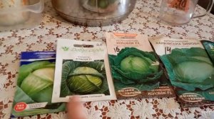 🌿 Лучшие сорта капусты: хранение и квашение – мой опы