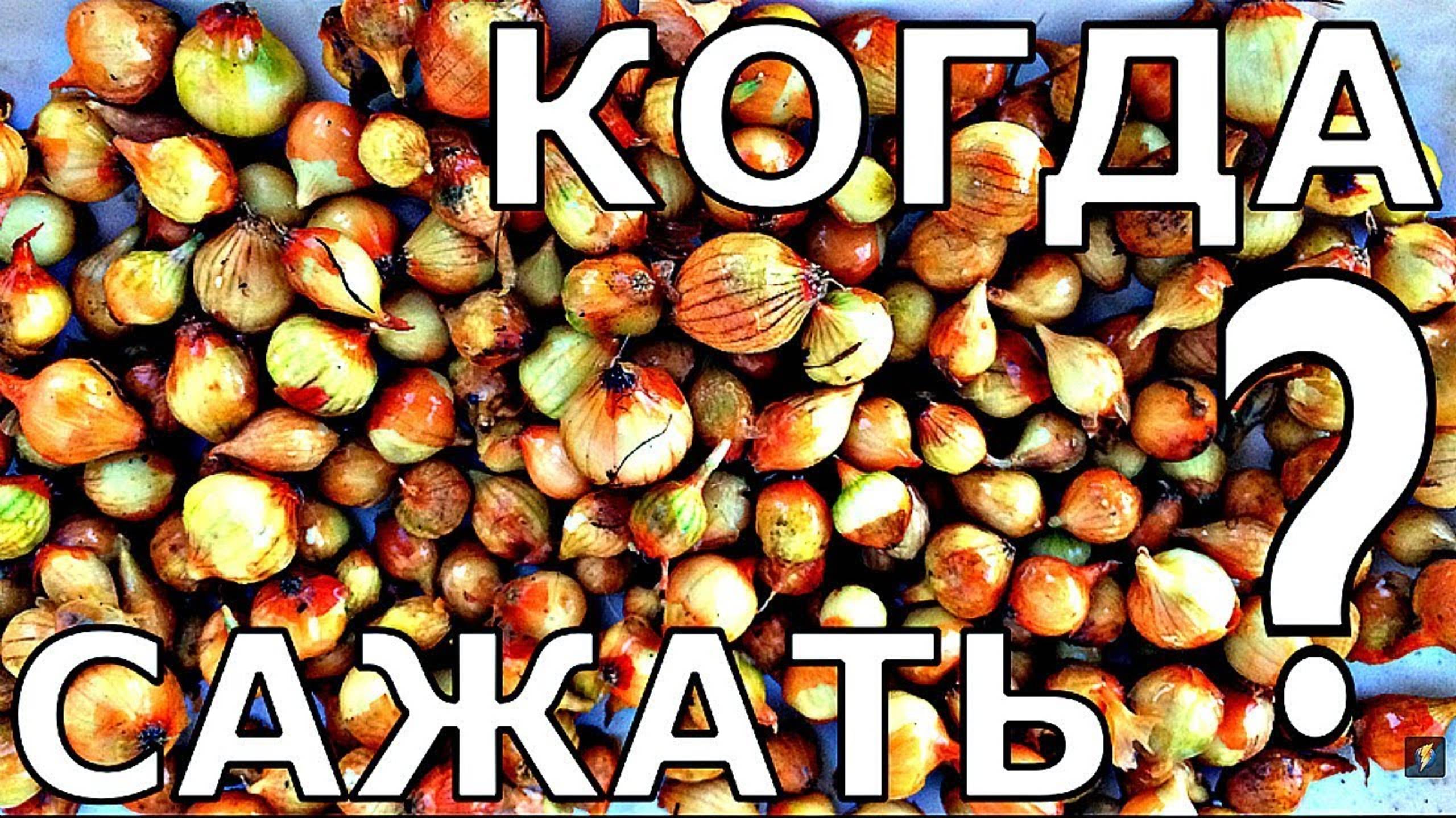 ПОЧЕМУ СЕВОК САЖАЮТ РАНО. Лук из севка.