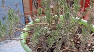 Куст ЛАВАНДЫ  перерос и потерял Декоративность, как пр