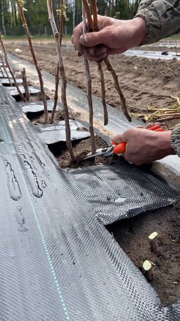 Подбирайте почву и место для посадки малины с умом #raspb смотреть онлайн