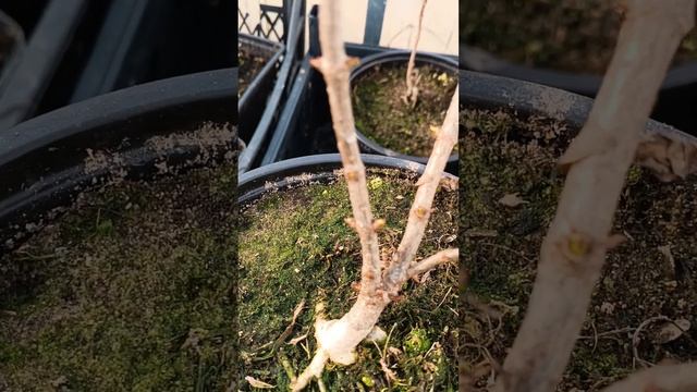 Когда нужно делать весной обрезку ✂️метельчатой гор? смотреть онлайн