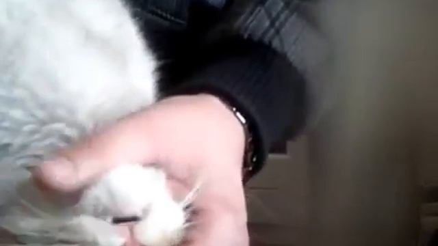 семен семеныч(((полу говорящий кот)))