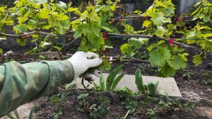 Раньше времени на винограднике этого не желательно делать