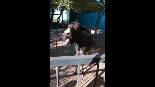 Оркестр Ставровской ДМШ в Артеке 14 07   03 08 2017 г  6 минут