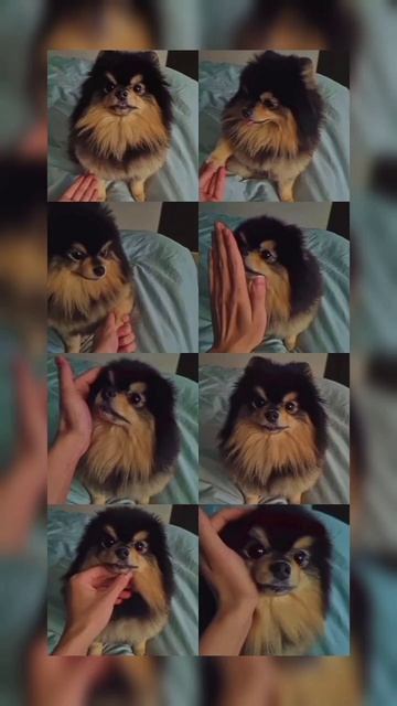 обои на телефон шпиц #рекомендации  #мечта