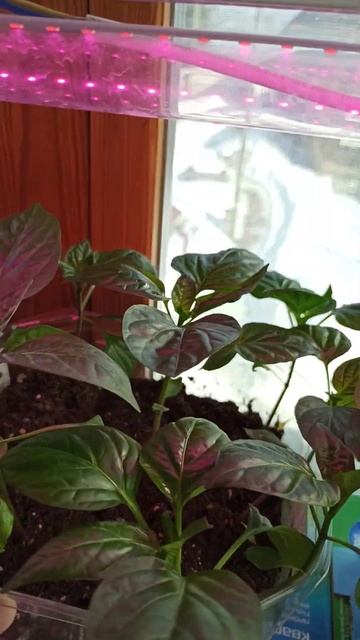 Всхожесть семян и рассада перца Красные сапожки. смотреть онлайн