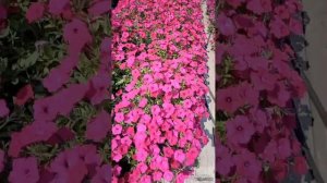 Обзор Сортов Петунии - Тайдал Вейв - Мощный сорт - Петун