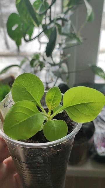 Петуния Тайдал, посев был 1.01 #shortsvideo #рассада #петуния смотреть онлайн