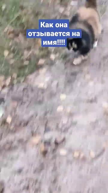 #муся #лапик