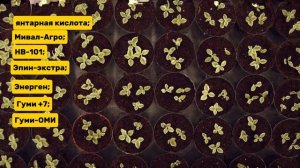 ЧЕМ ПОДКОРМИТЬ РАССАДУ ЧТО БЫ РОСЛА ТОЛСТАЯ