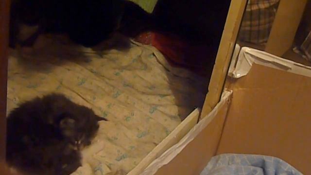 Нашим мейнкунятам 3 недели