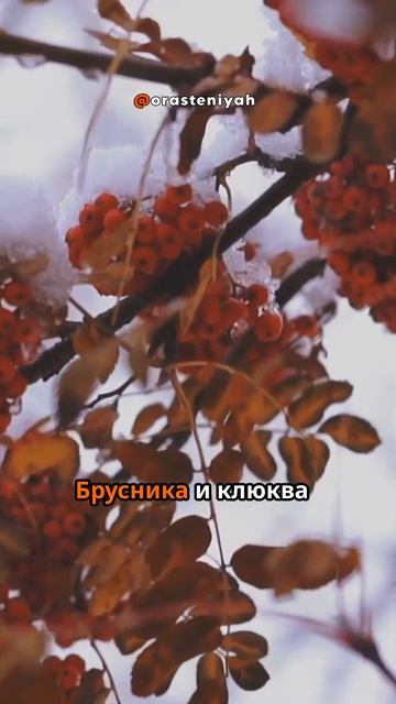 Растения, которые обожают зиму 🌲❄️