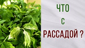 Что с рассадой томатов. Как выглядит ожог. Закалка рассады солнцем. Не вредители и не болезни.