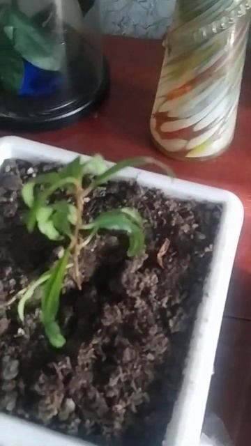 начало дачного сезона на 🍊🌄🌿❄☘️🍓на Юге России смотреть онлайн