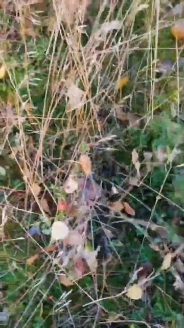 Грабли для сбора брусники) смотреть онлайн