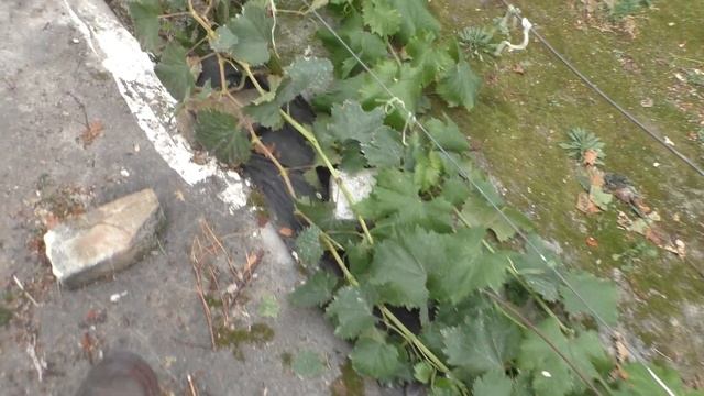 Виноград 2023 г Дятьково смотреть онлайн