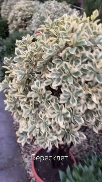 #Бересклет подстриженый шариком 🔥🔥🔥#ландшафтныйди смотреть онлайн