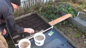 Хотите свежую черемшу весной? Посадите ее правильно о?