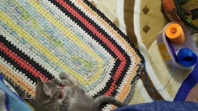 ЖИЛ-БЫЛ КОТЕНОК. смотреть онлайн