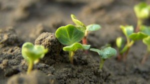 Что посадить в теплице в апреле