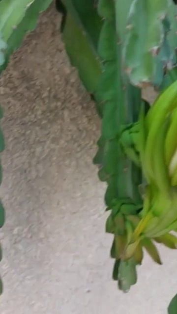 Кто знает, что за растение? Выглядит угрожающе🙈 смотреть онлайн