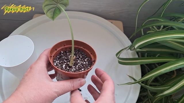 АЛОКАЗИЯ перевод на фитильный полив при отсутствии ли смотреть онлайн