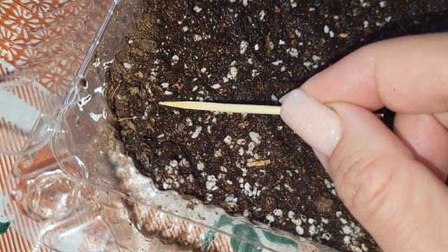 ВЫСАЖИВАЕМ ХИЩНЫЕ РАСТЕНИЯ БЕЗ НАПРЯГА | КАК ПОСАДИТЬ смотреть онлайн