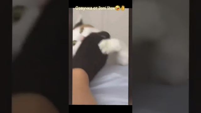 ТОП ПРИКОЛЫ 2023/2024 😂😂🤣🤣🤣🤣🤣 #shorts смотреть онлайн