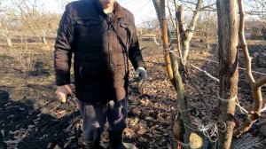 Обрезка ПРИВИТОЙ ГРУШИ весной для начинающих! Показыв