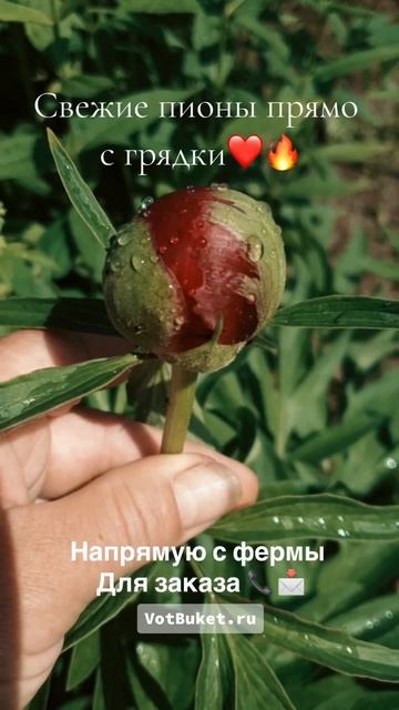 Сезон пионов открыт! Цены от цветочной фермы. Доставка смотреть онлайн