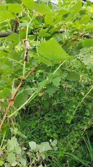 как получить хороший урожай малины смотреть онлайн