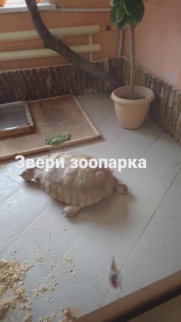 Животные из зоопарка имени шило смотреть онлайн