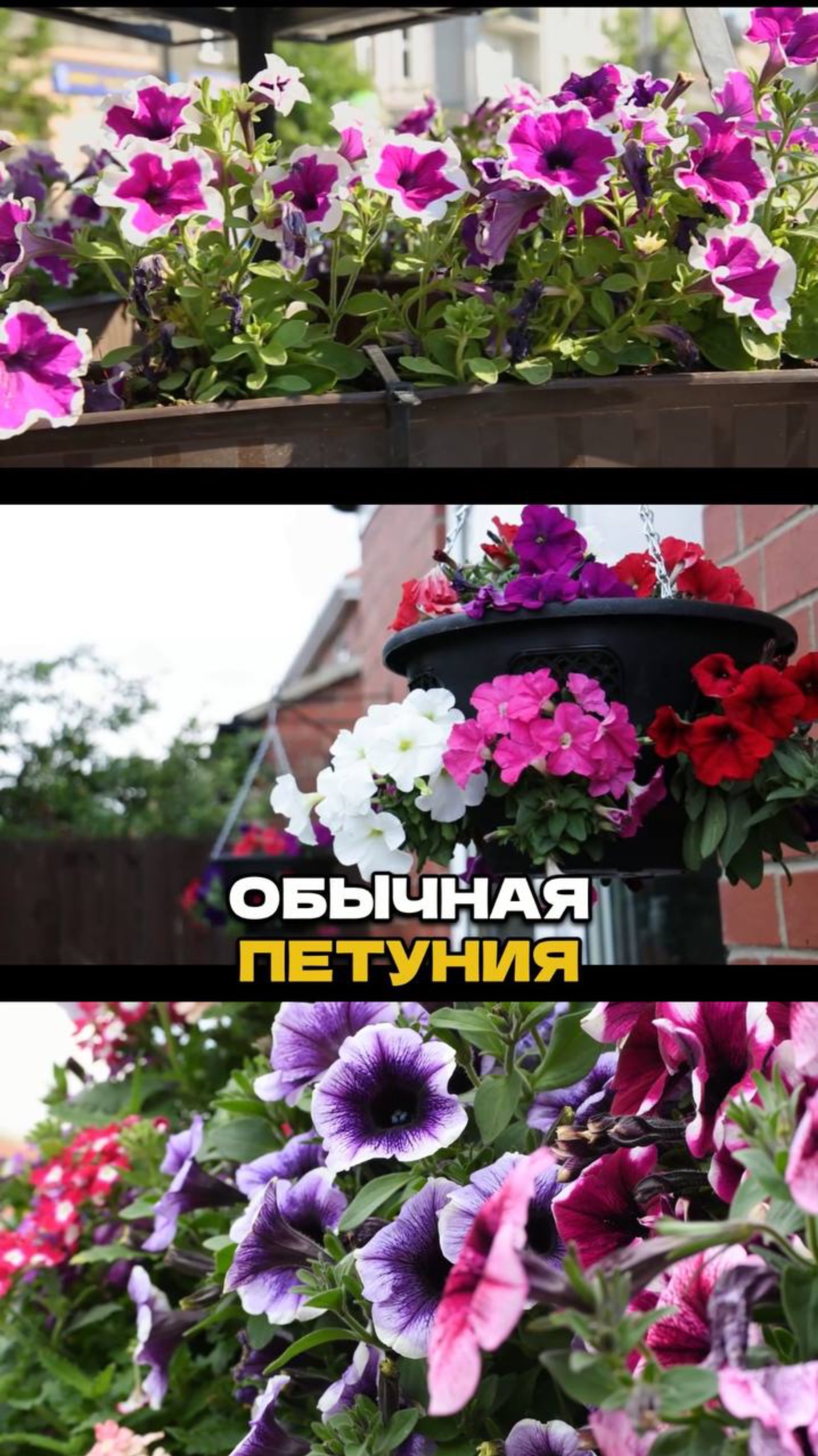 Эти Петунии Цветут Как Сумасшедшие (5 сортов) #цветы #садоводничество #сад смотреть онлайн