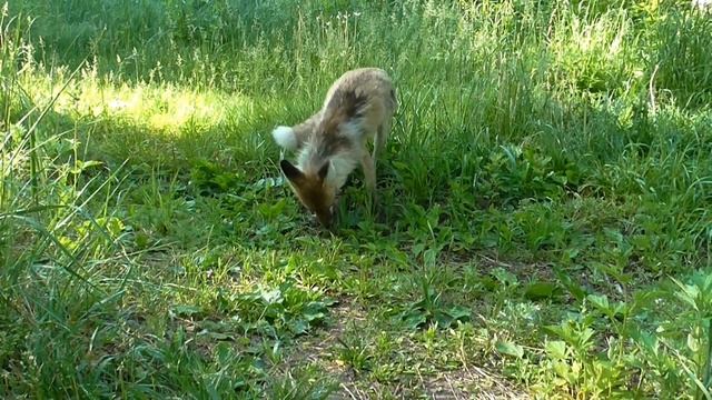 5 июня 2023г.  лиса...