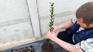 Формирование бересклета на штамбе. Крым 19.03.2025