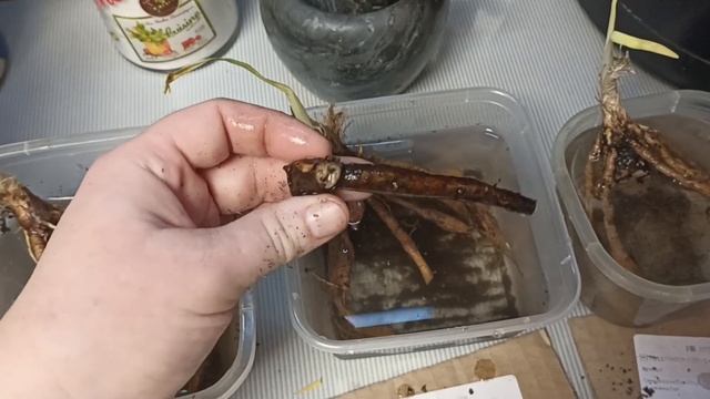 Обман? Большая покупка лилейнитков с OZON, с сюрпризами.? смотреть онлайн