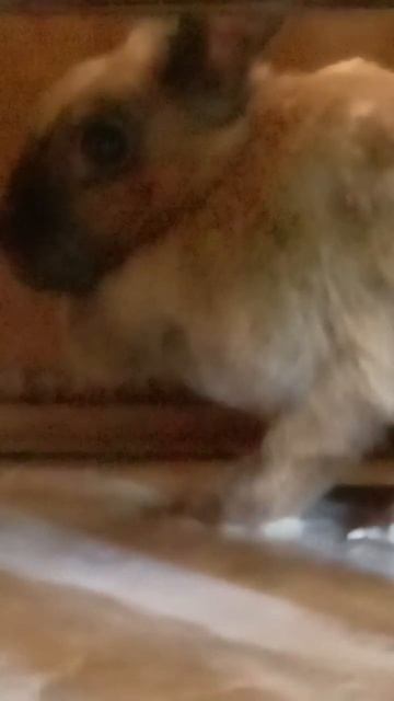 Ты мой зайчик бани бани Чики Чики бани бани смотреть онлайн