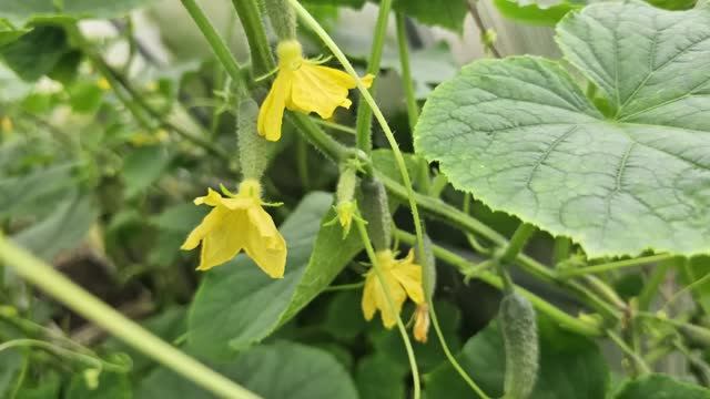 🔥 СУПЕР-ПОДКОРМКА ДЛЯ ОГУРЦОВ: ВОЗРОЖДЕНИЕ ДАЖЕ СЛАБЫХ КУСТОВ! смотреть онлайн