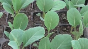 Подкормка рассады капусты через неделю после пикиров?