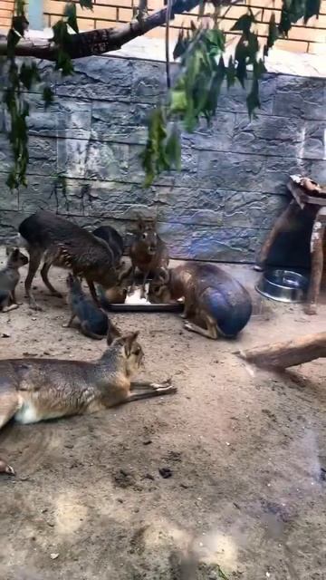 Новосибирский зоопарк #новосибирск #зоопарк #новосиби