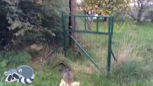 НЕ ДЕТСКИЕ ПРИКОЛЫ 2016 ЛУЧШИЕ НОЯБРЬ Смешные Видео TRY NOT TO LAUGH смотреть онлайн